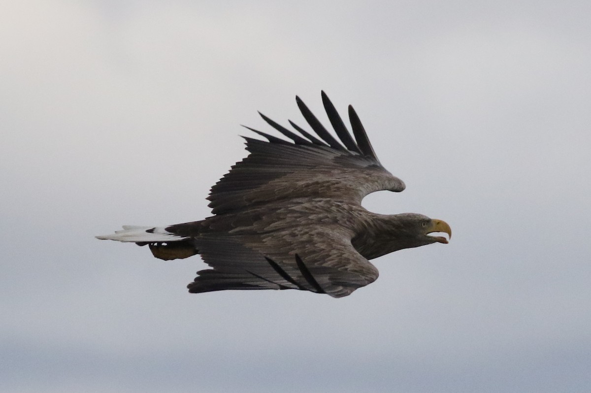 White-tailed Eagle - ML506514091