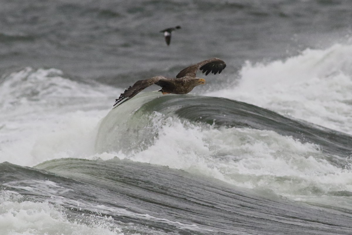 White-tailed Eagle - ML506514101