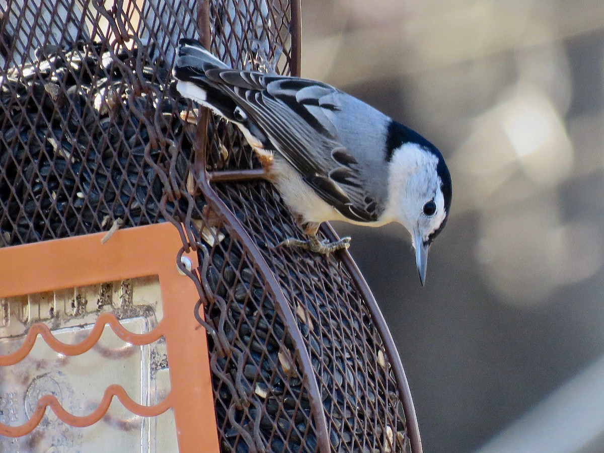 White-breasted Nuthatch - ML506514411