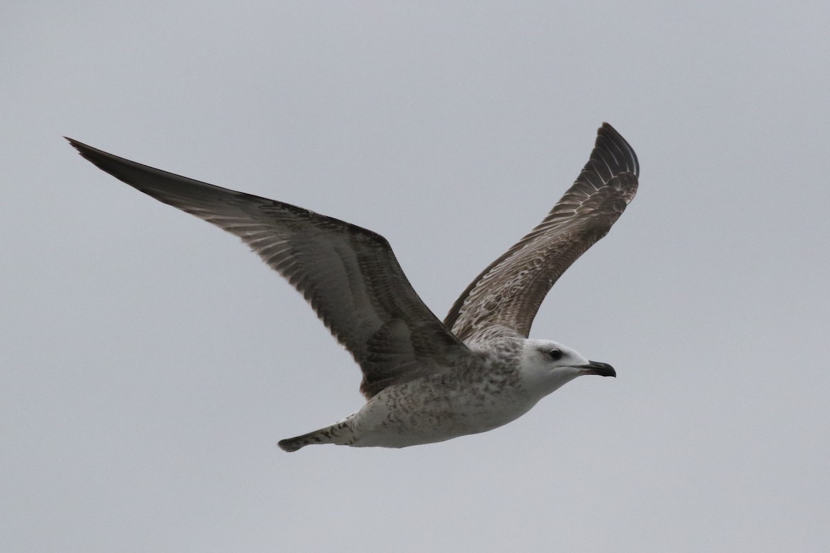 Great Black-backed Gull - ML506514561