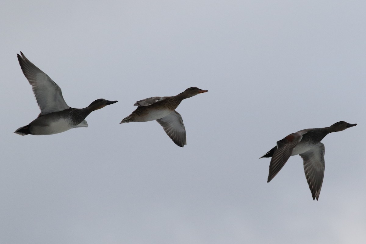 Gadwall - ML506514711