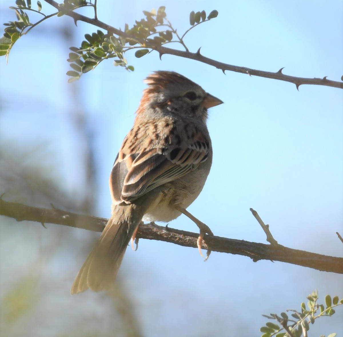 Rufous-winged Sparrow - Joe Girgente