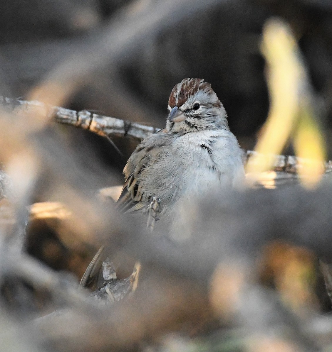 Rufous-winged Sparrow - Joe Girgente