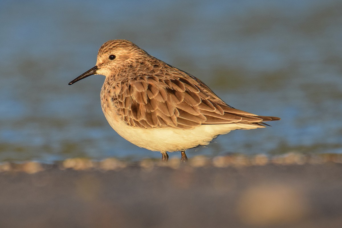 Baird's Sandpiper - ML506517661