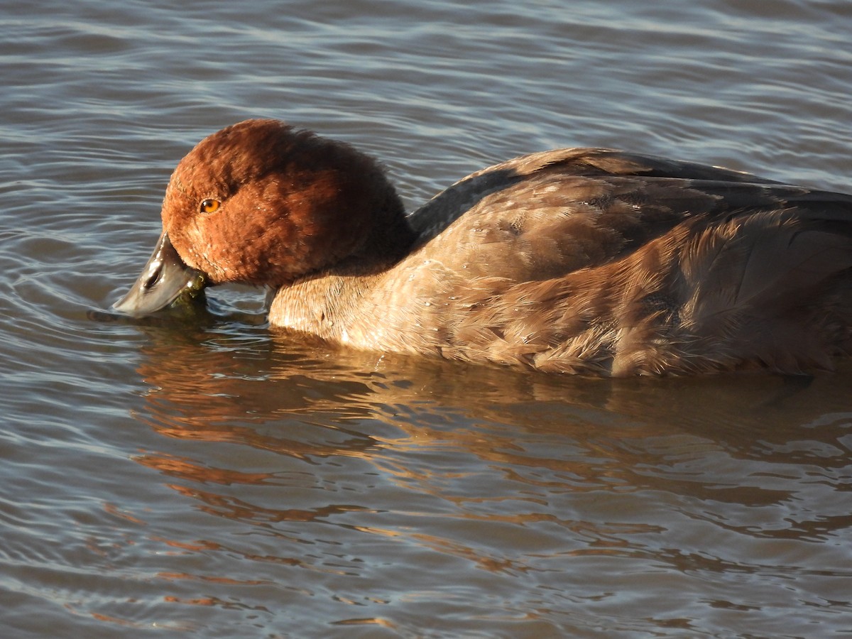 Fuligule à tête rouge - ML506517831