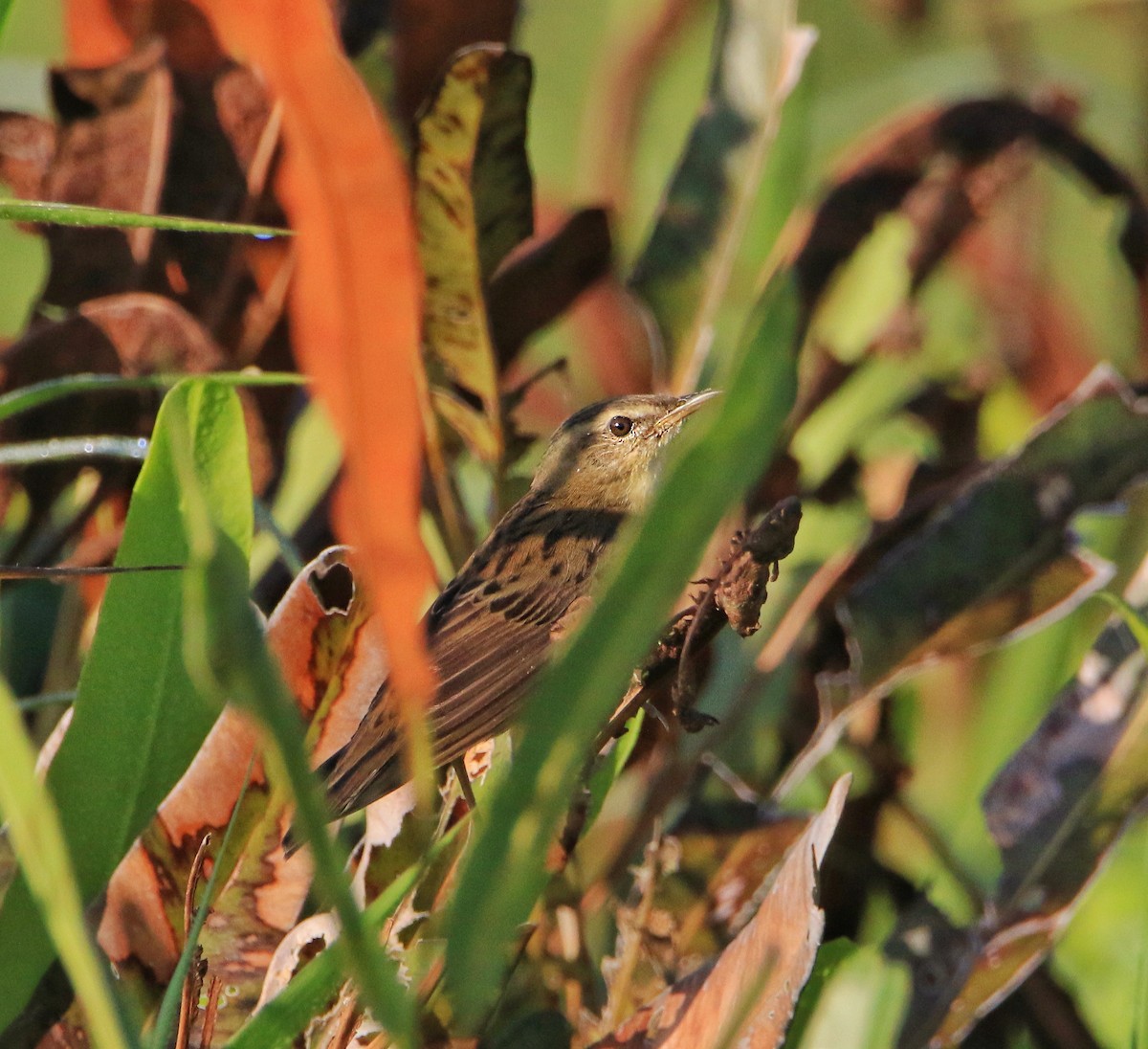 Pallas's Grasshopper Warbler - ML506518891