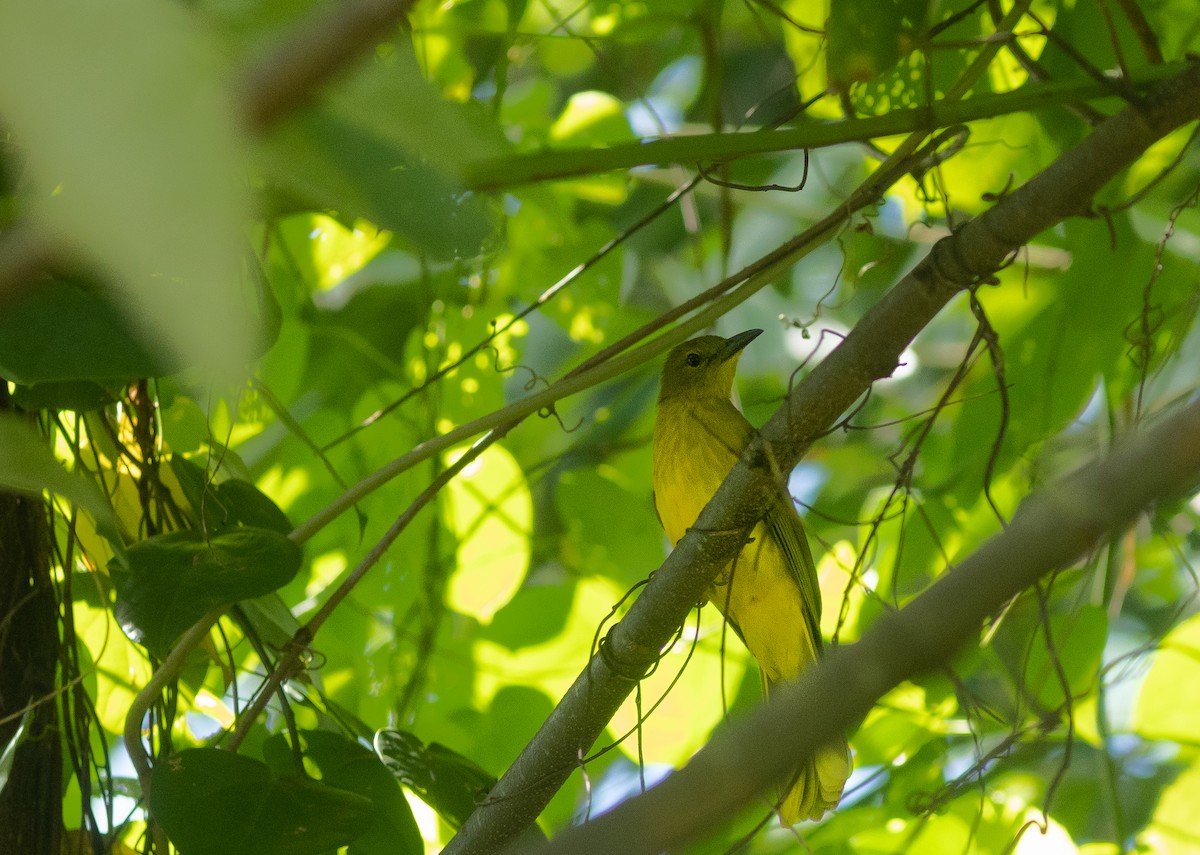 Sula Golden-Bulbul - ML506518971