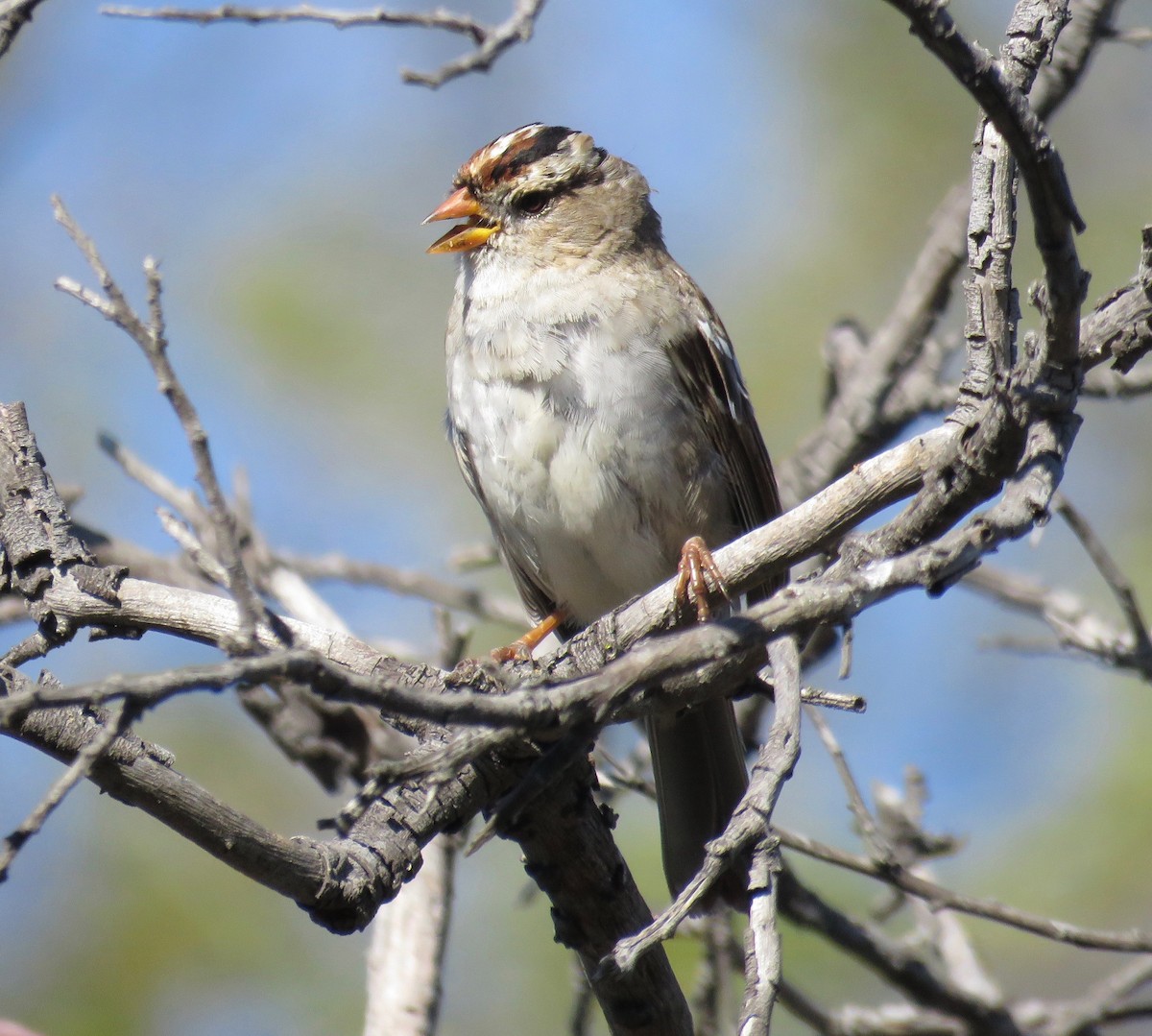 White-crowned Sparrow - Johnny Galt