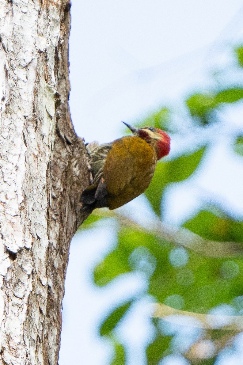 Stripe-cheeked Woodpecker - ML506522281