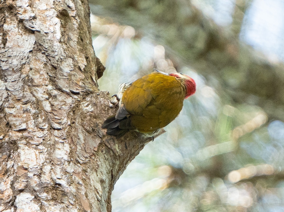 Stripe-cheeked Woodpecker - ML506522451