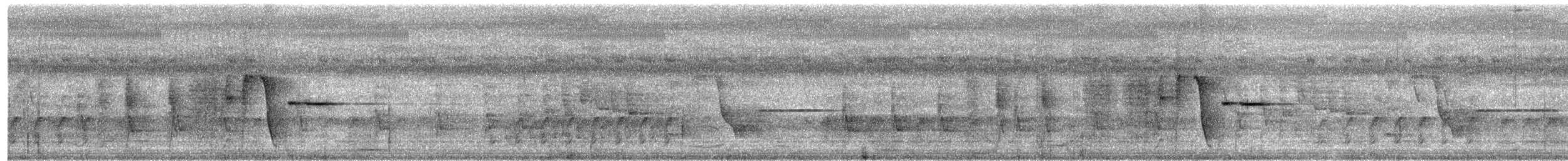 White-bellied Thicket-Fantail - ML506523911