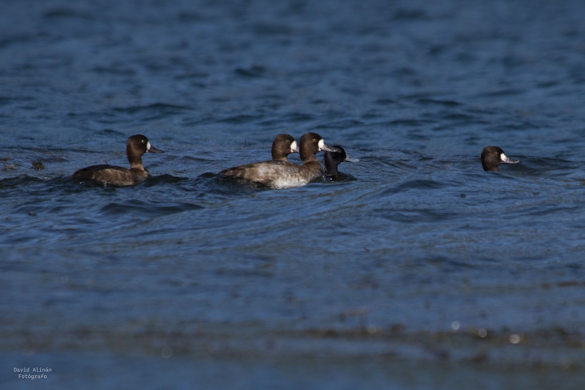 Lesser Scaup - ML506523931