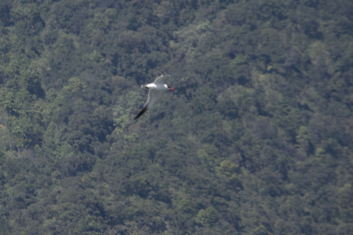 Caspian Tern - ML506524041