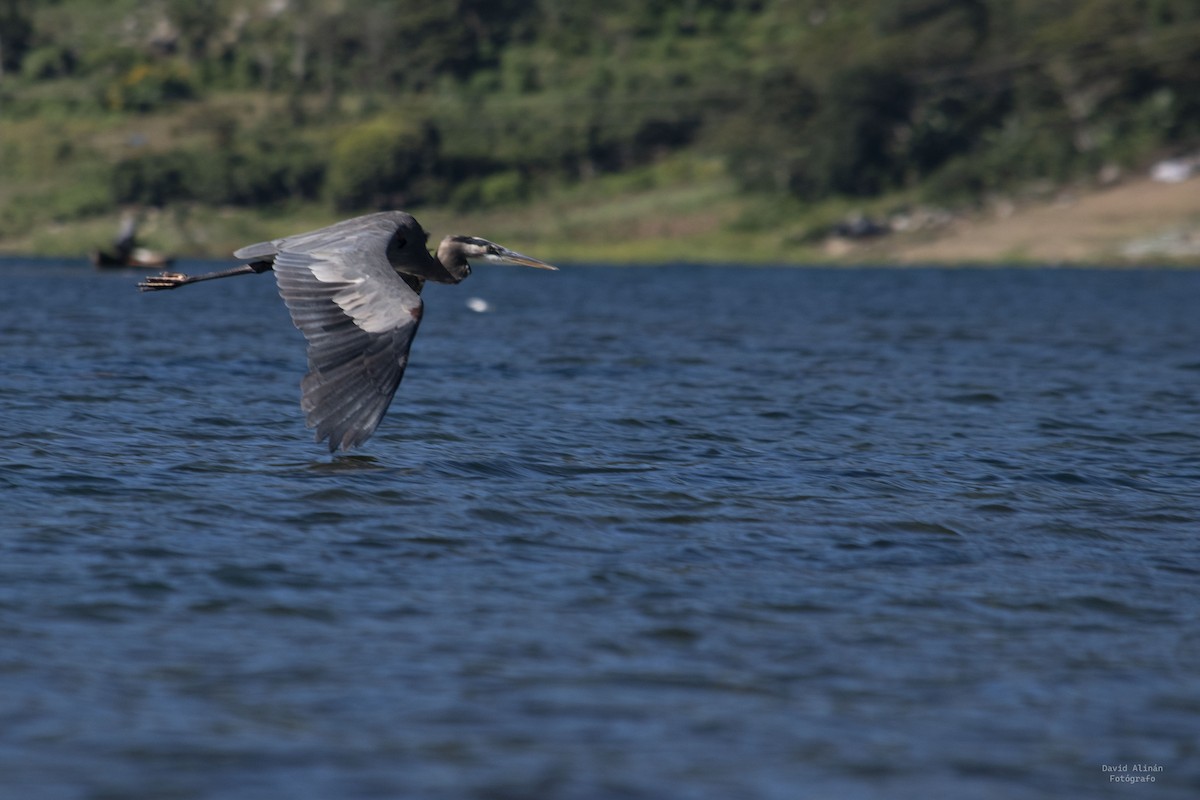 Great Blue Heron - ML506524151