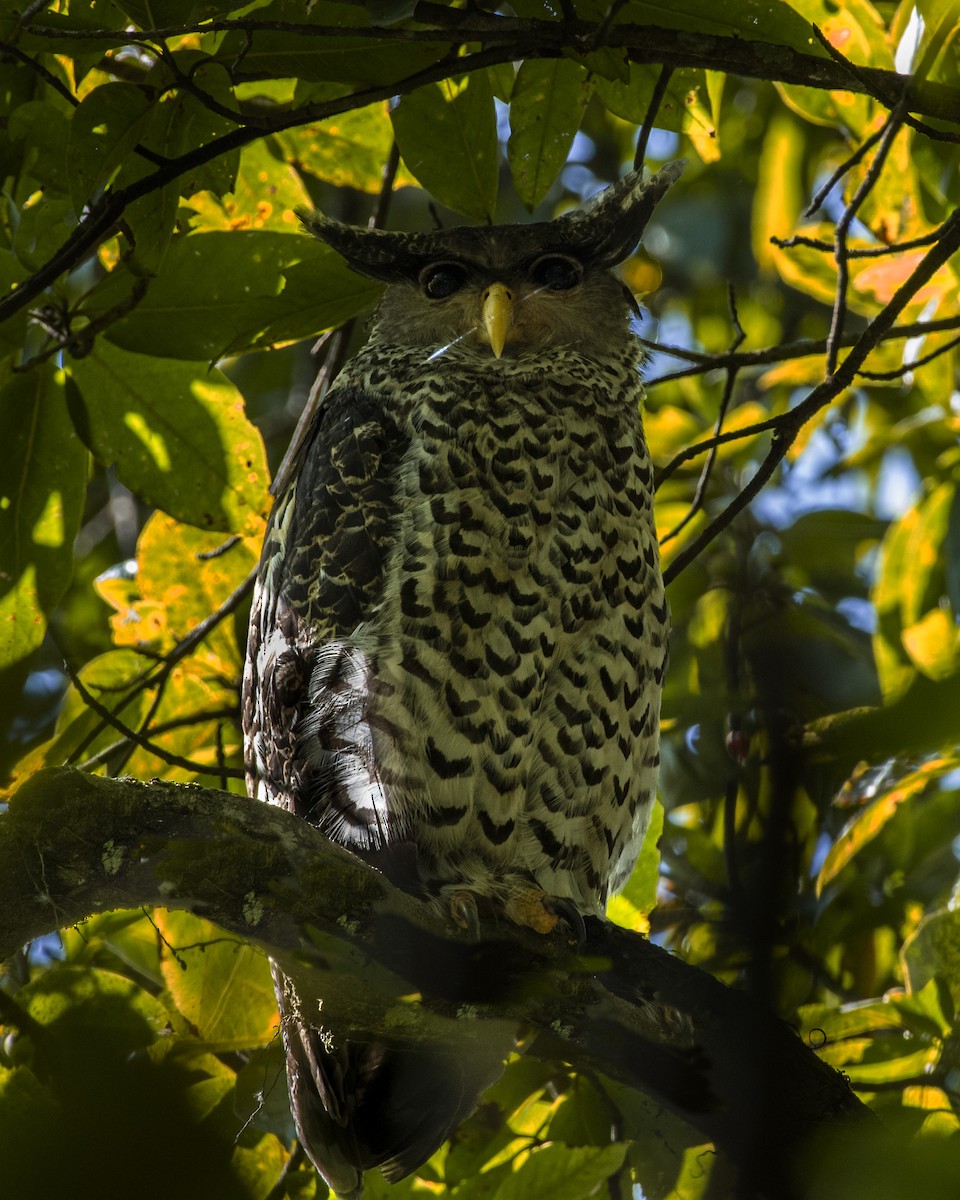 Spot-bellied Eagle-Owl - ML506524171