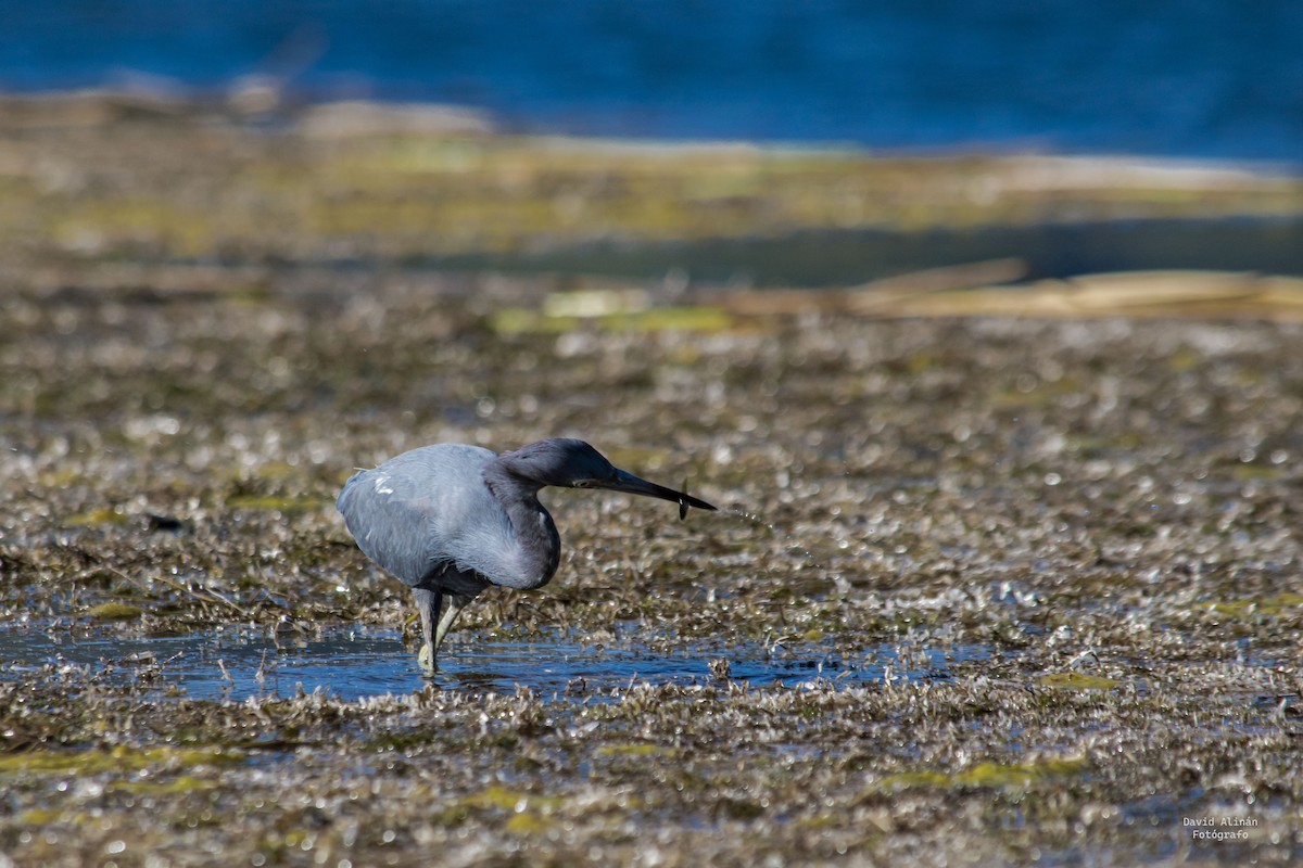 Little Blue Heron - ML506524201