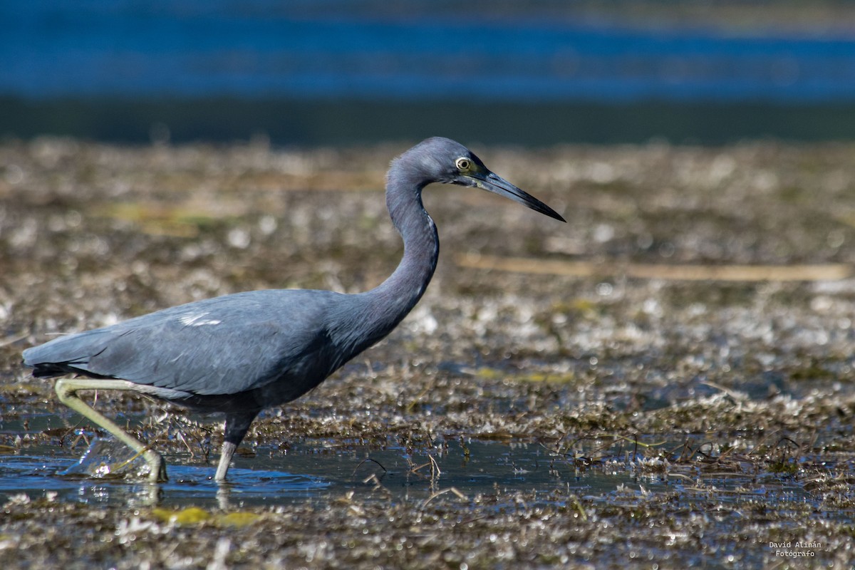 Little Blue Heron - David Alinan