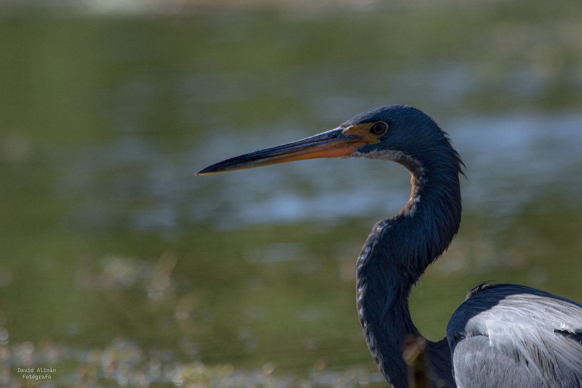 Tricolored Heron - David Alinan