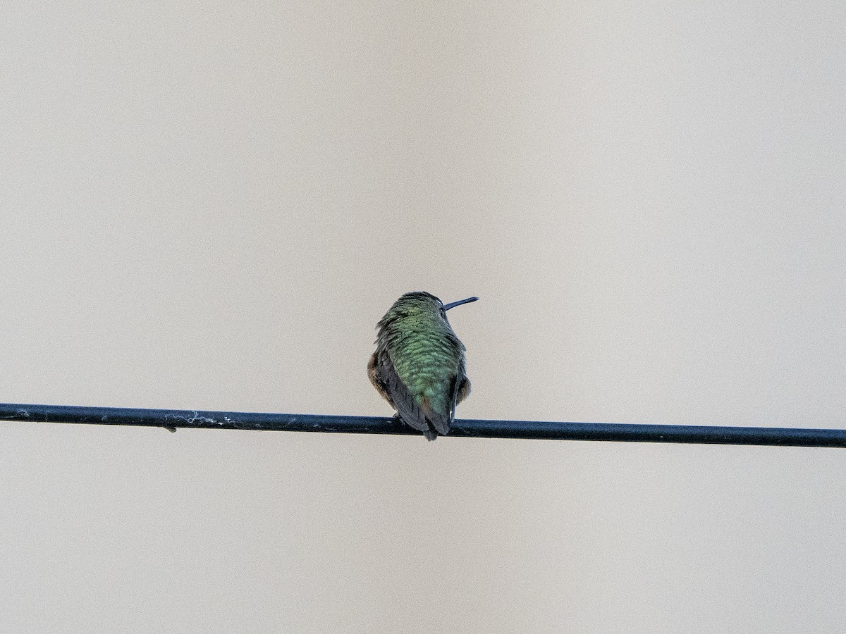 Allen's Hummingbird - ML506524451