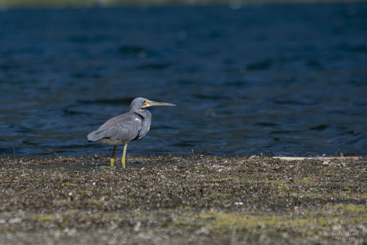 Tricolored Heron - ML506524471