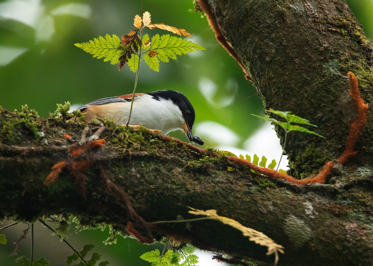 Rufous-backed Sibia (Rufous-backed) - ML506525591