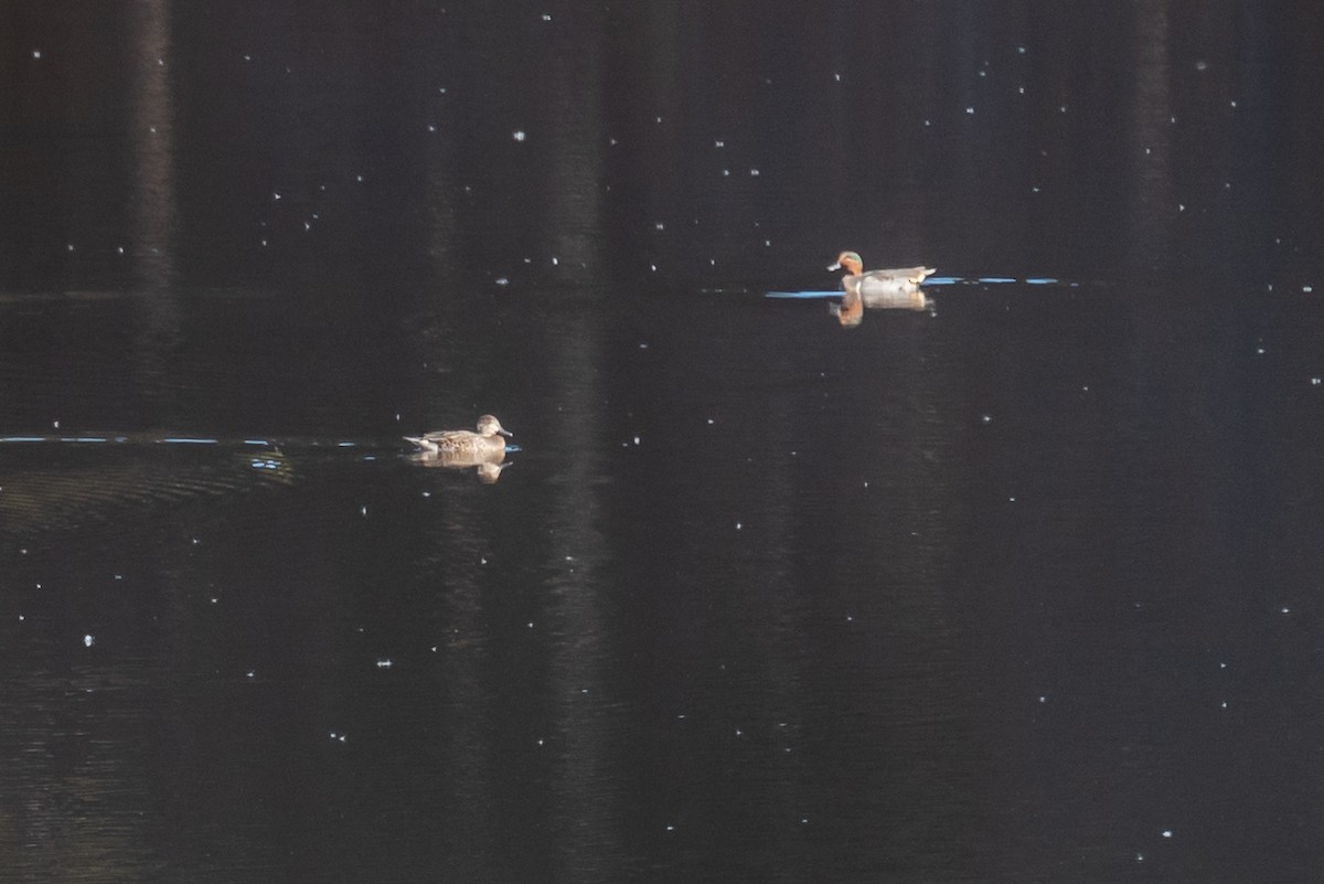 Green-winged Teal - ML506526721