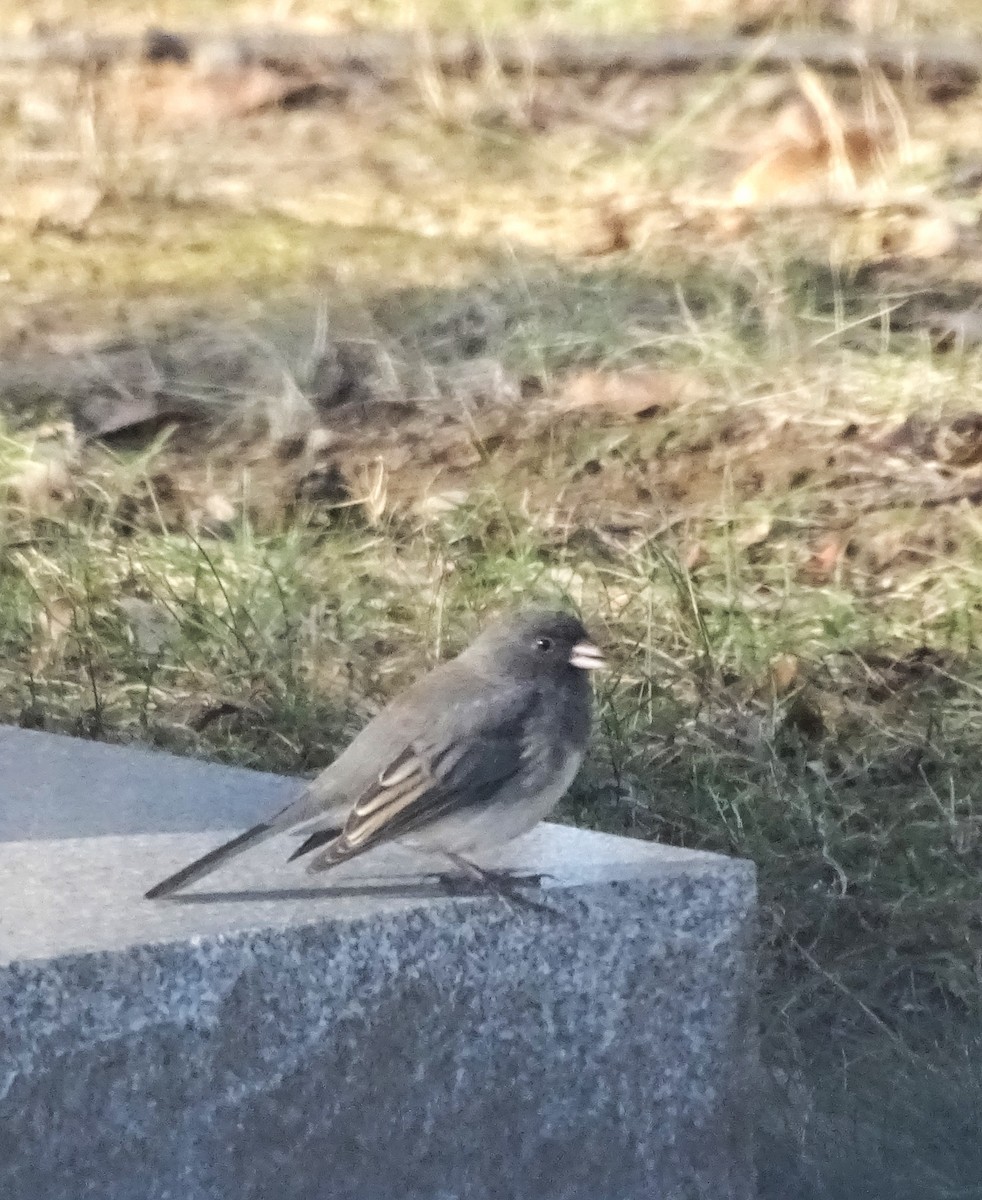 Dark-eyed Junco - ML506527721