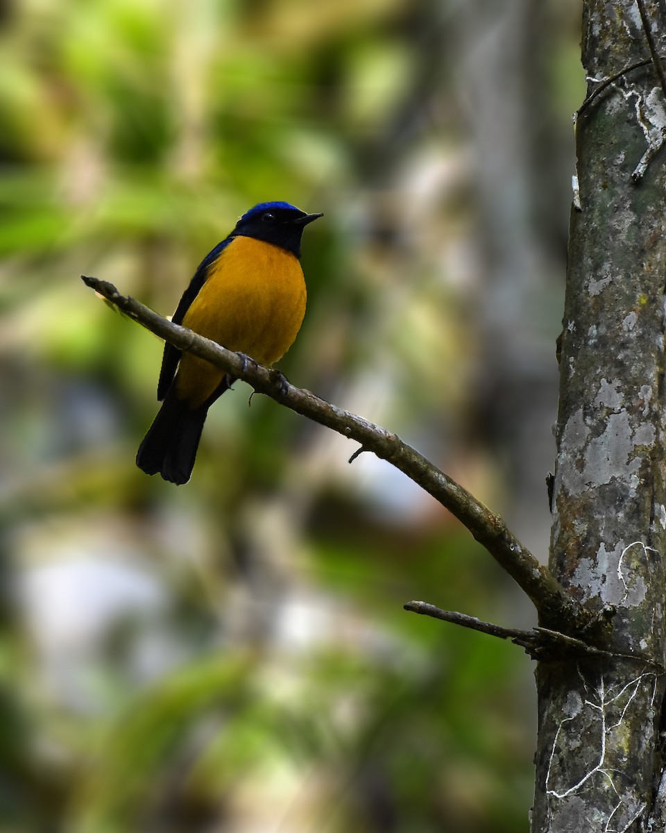 Rufous-bellied Niltava - ML506528031