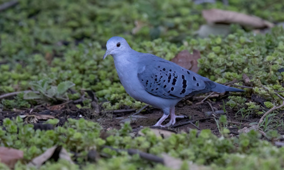 Blue Ground Dove - ML506528321