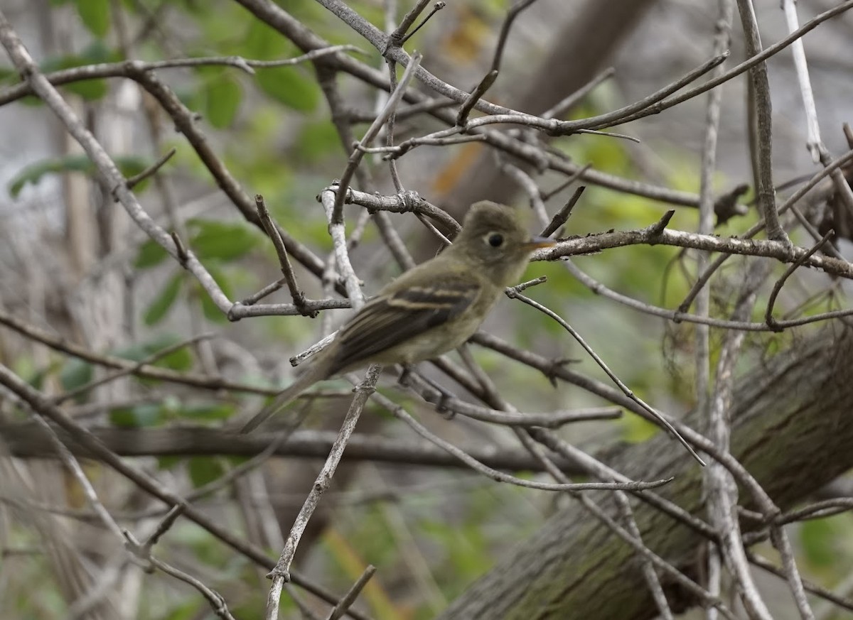 Western Flycatcher (Pacific-slope) - ML506529991