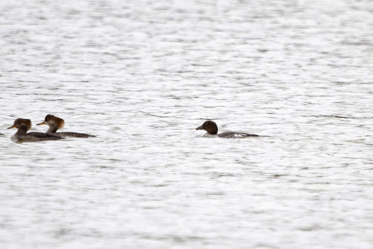 Common Goldeneye - Richard Brittain