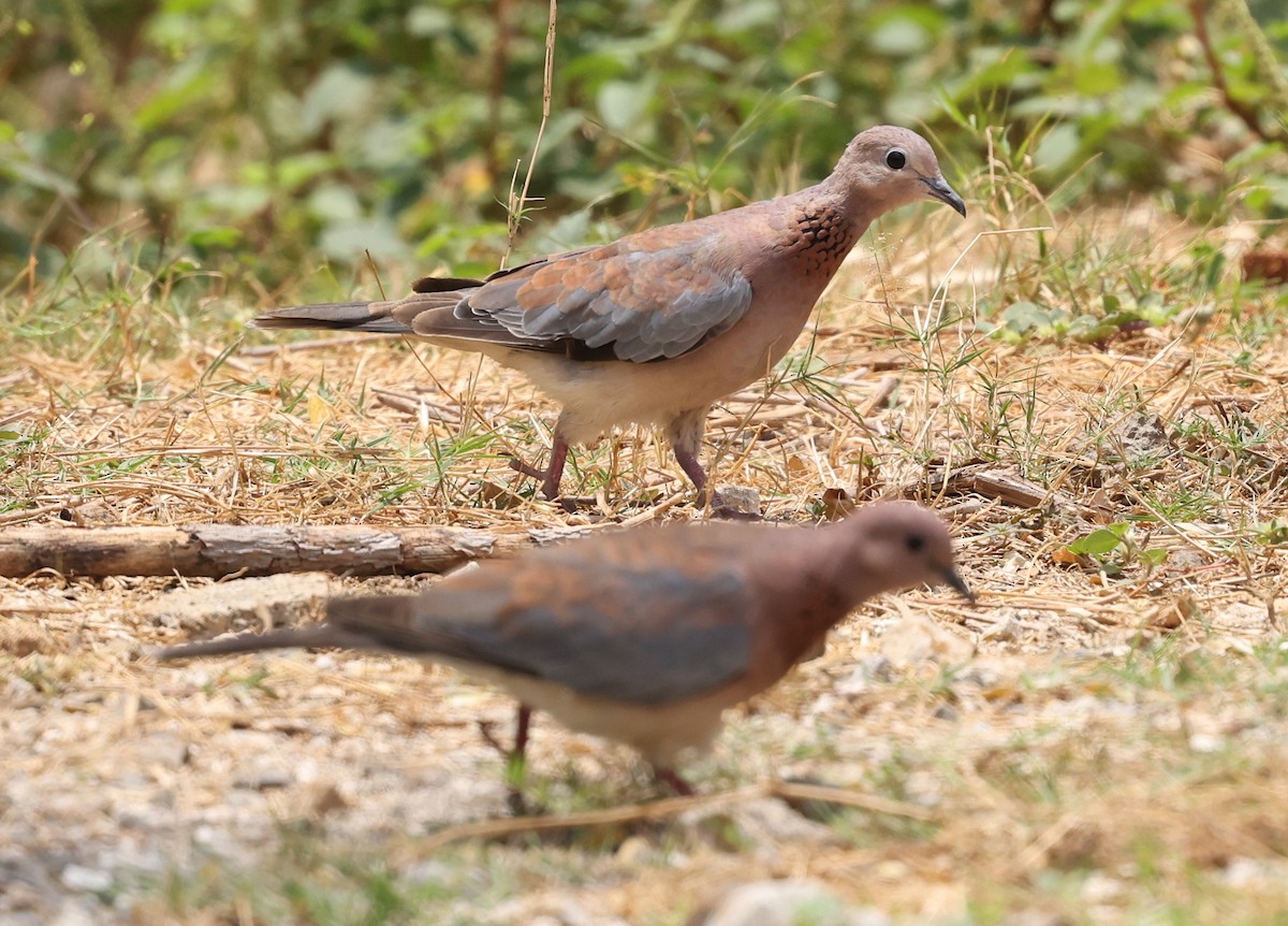 Laughing Dove - Kasper R. Berg