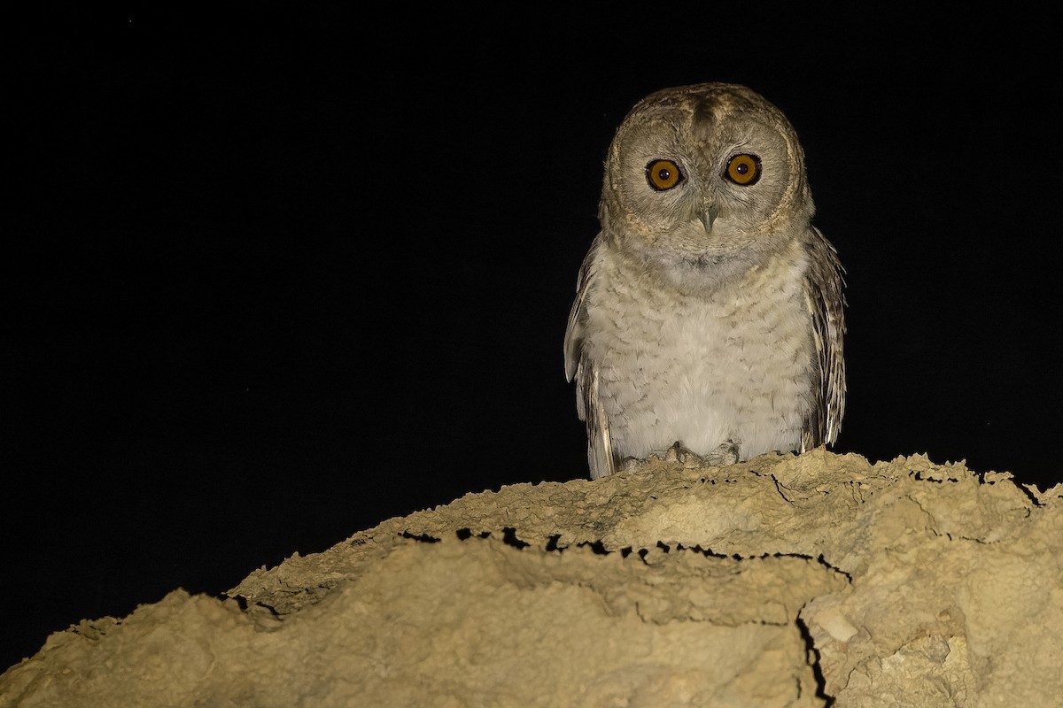 Desert Owl - ML506534611