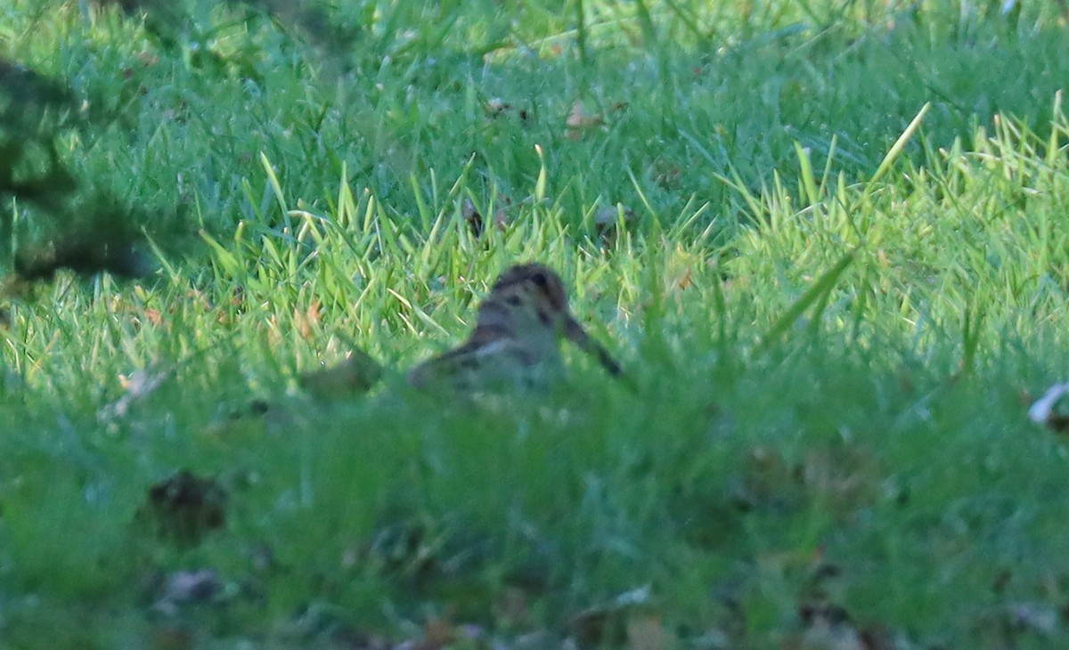 American Woodcock - ML506535681