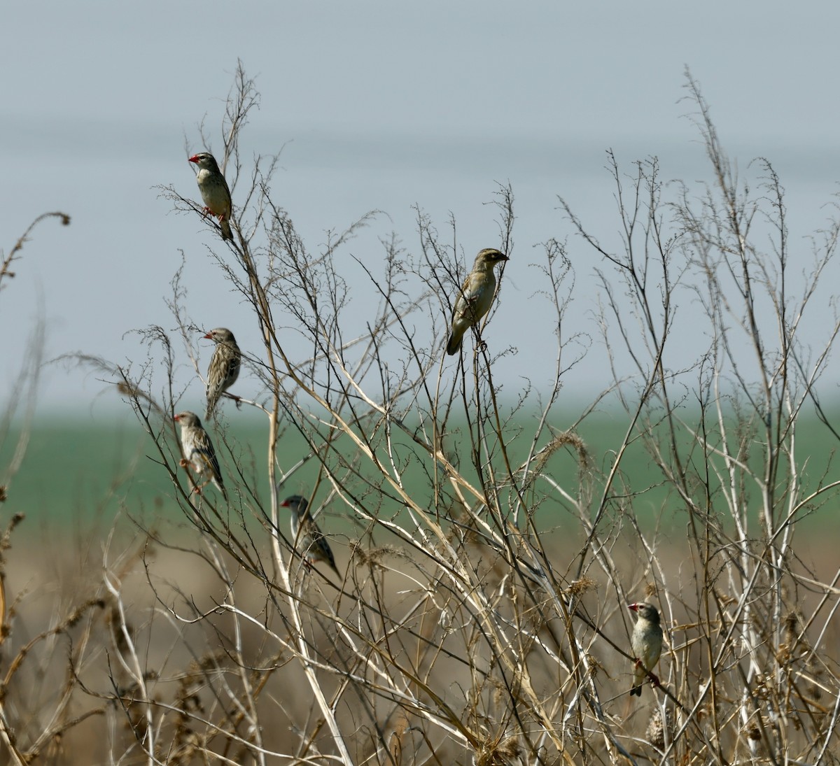 Red-billed Quelea - Robert Wallace