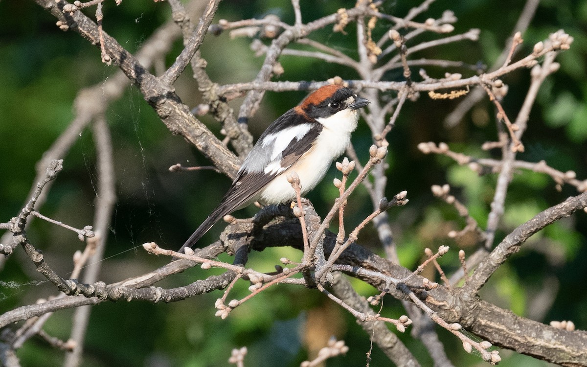 Woodchat Shrike - ML506537081