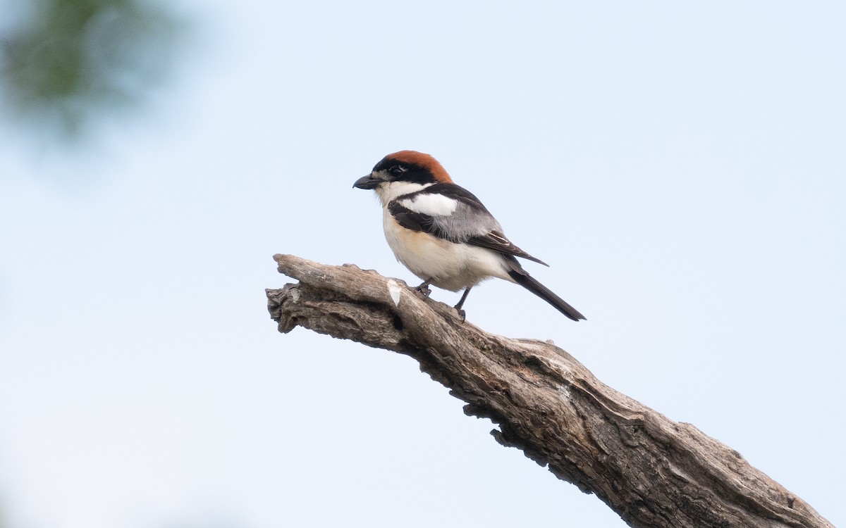 Woodchat Shrike - ML506537091