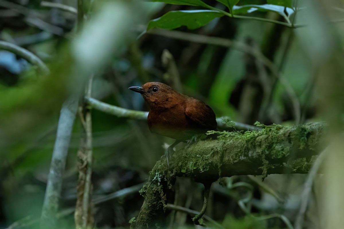 Chestnut-throated Spinetail - ML506537621