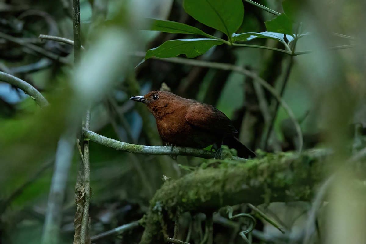 Chestnut-throated Spinetail - ML506537631