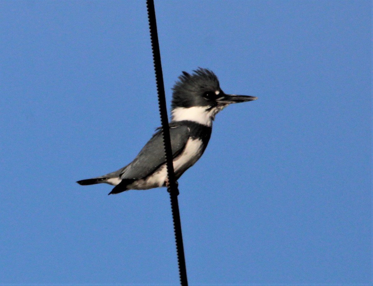 Belted Kingfisher - ML506538291