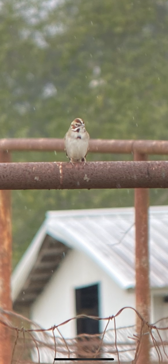 Lark Sparrow - ML506538401
