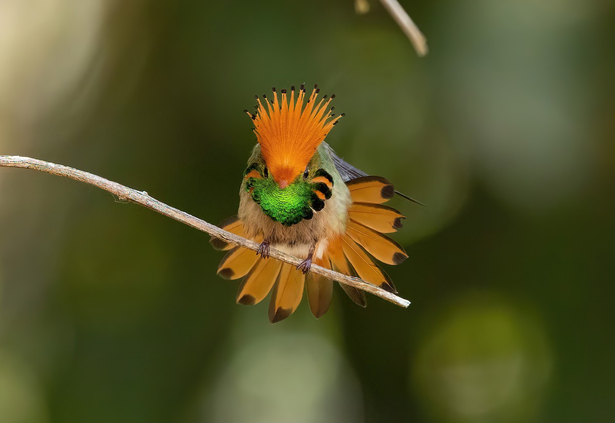 Rufous-crested Coquette - ML506539681