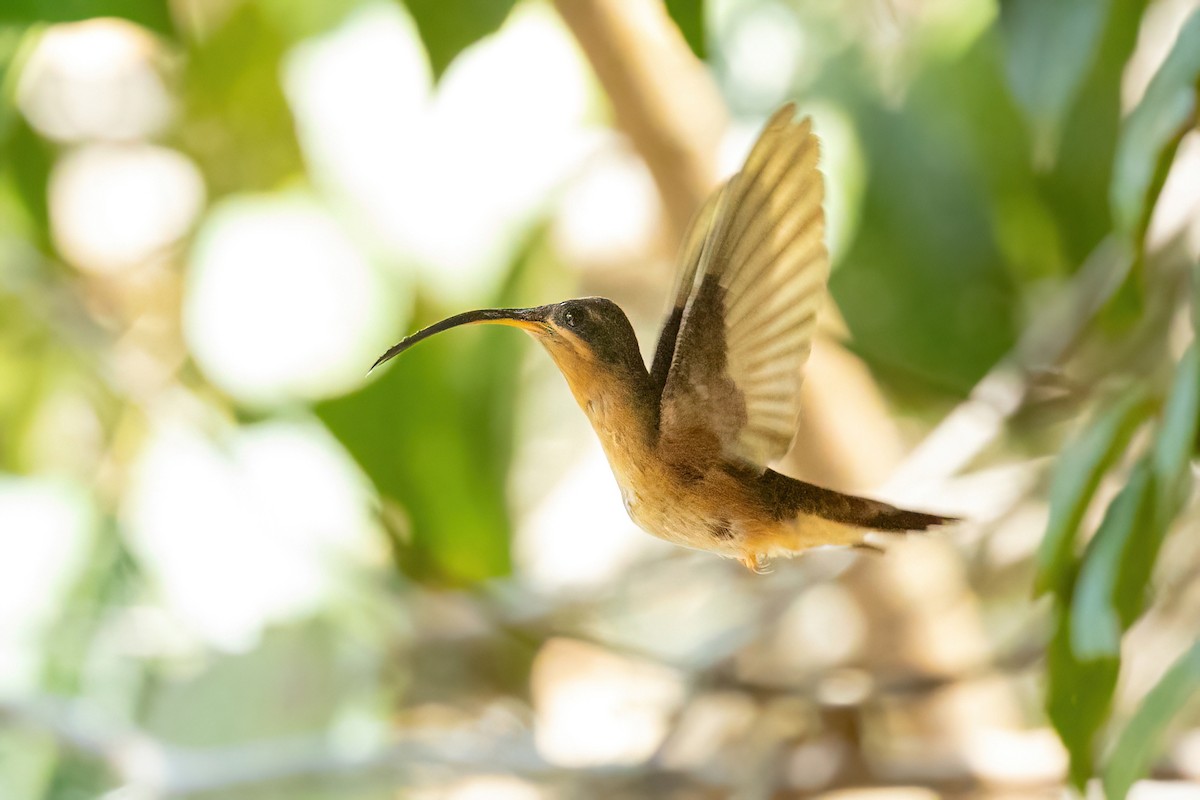 Rufous-breasted Hermit - Thibaud Aronson