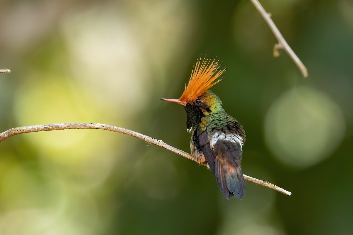 Rufous-crested Coquette - ML506540131