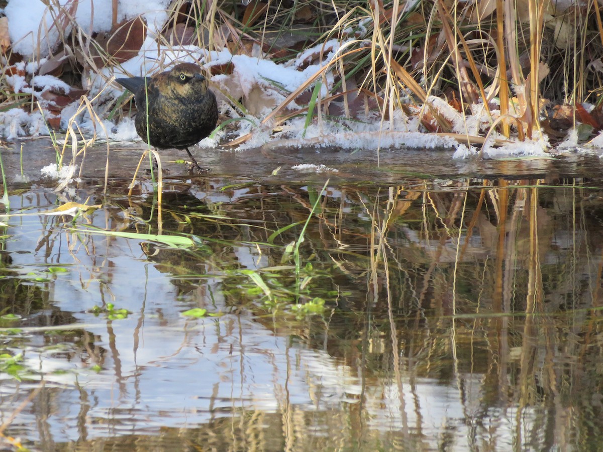 Roststärling - ML506540191