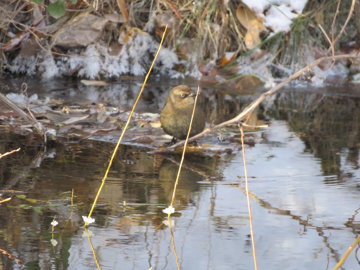 Rusty Blackbird - ML506540341