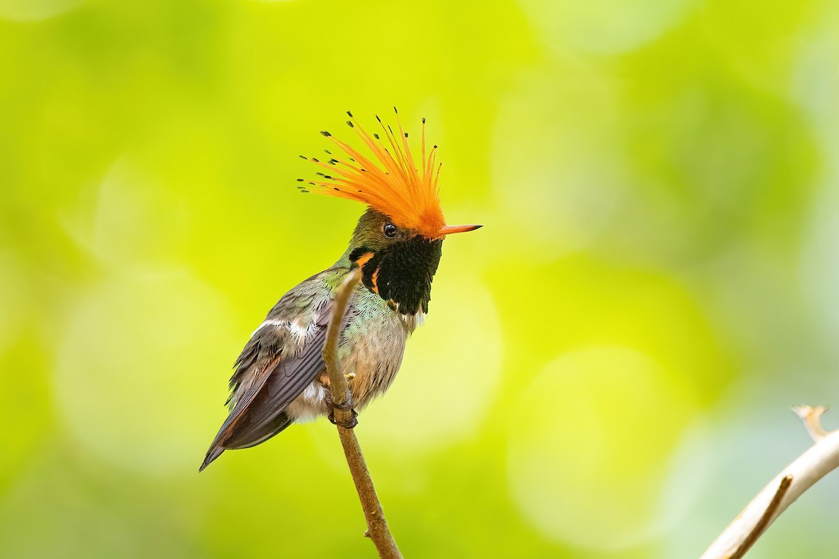 Rufous-crested Coquette - ML506540391