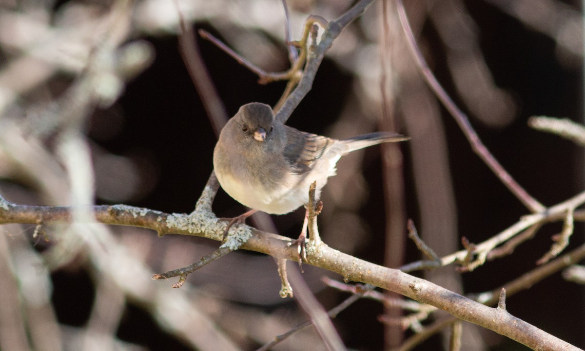 Dark-eyed Junco (Slate-colored) - ML506540561