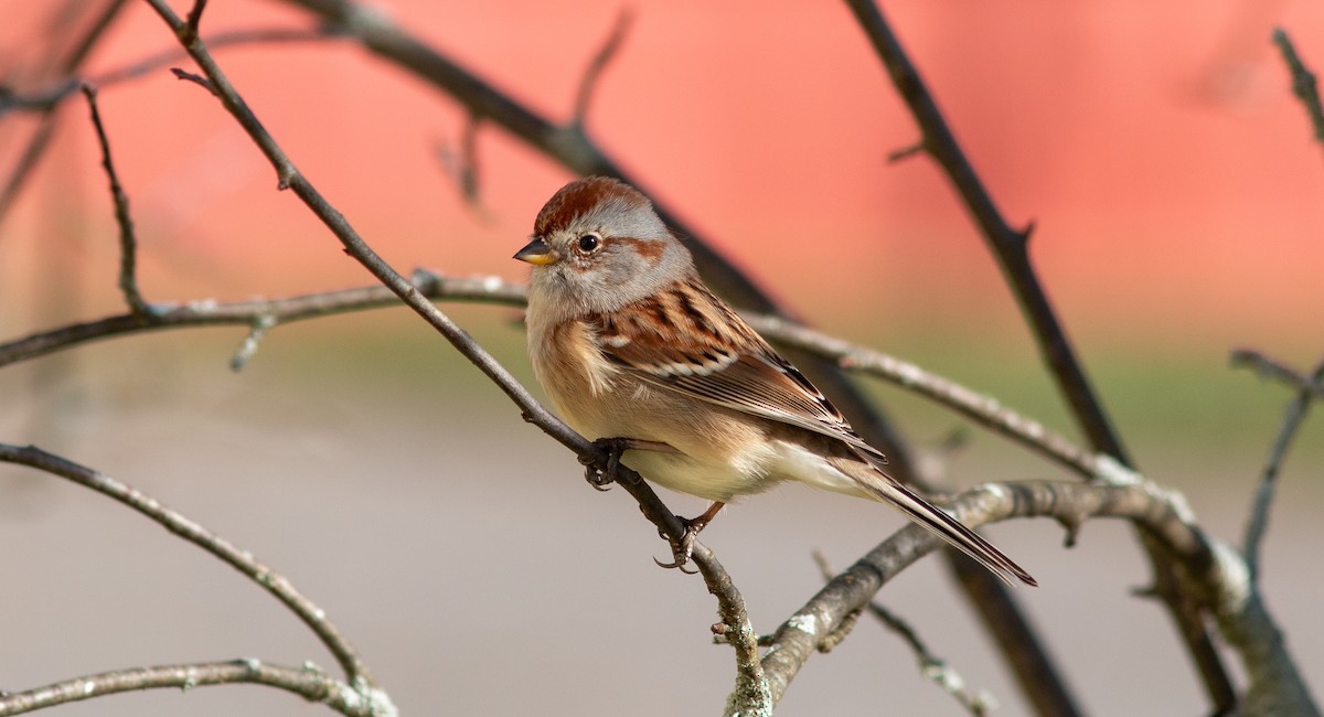 American Tree Sparrow - ML506540781
