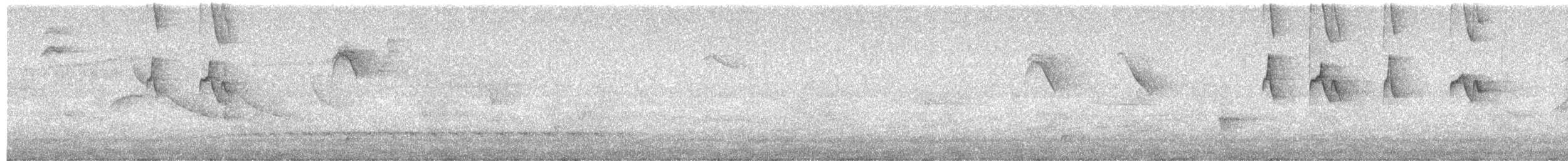 Чешуегорлый колибри-отшельник - ML506541541